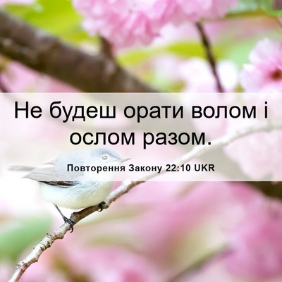Picture 06 - Повторення Закону 22:10 UKR - Не будеш орати волом і - Bible Verse Picture