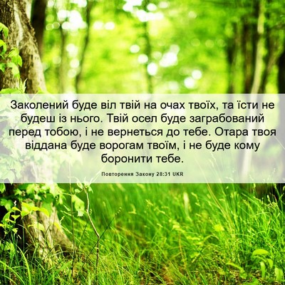 Picture 06 - Повторення Закону 28:31 UKR - Заколений буде віл твій на - Bible Verse Picture