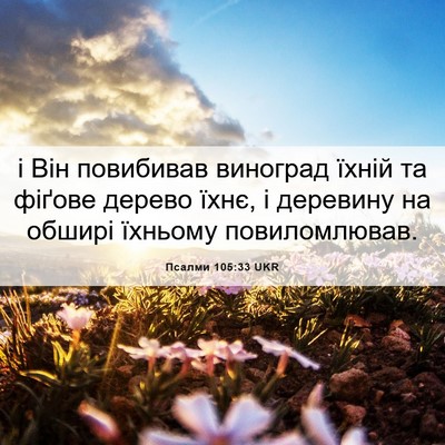 Picture 06 - Псалми 105:33 UKR - і Він повибивав виноград - Bible Verse Picture