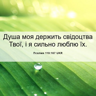 Picture 06 - Псалми 119:167 UKR - Душа моя держить свідоцтва - Bible Verse Picture