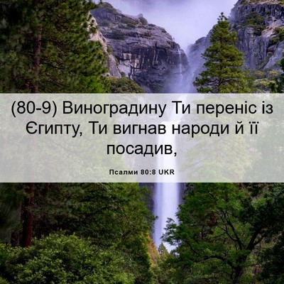 Picture 06 - Псалми 80:8 UKR - (80-9) Виноградину Ти переніс - Bible Verse Picture