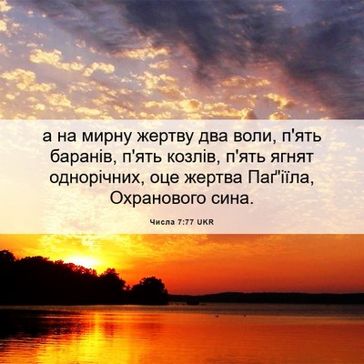 Picture 06 - Числа 7:77 UKR - а на мирну жертву два воли, - Bible Verse Picture