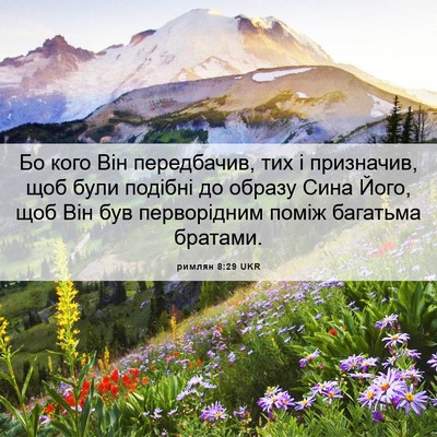 Picture 06 - римлян 8:29 UKR - Бо кого Він передбачив, тих - Bible Verse Picture