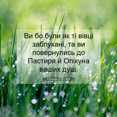 Picture 07 - 1 Петра 2:25 UKR - Ви бо були як ті вівці - Bible Verse Picture