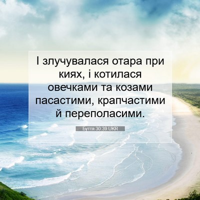 Picture 07 - Буття 30:39 UKR - І злучувалася отара при - Bible Verse Picture