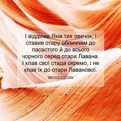 Picture 07 - Буття 30:40 UKR - І відділяв Яків тих овечок, - Bible Verse Picture