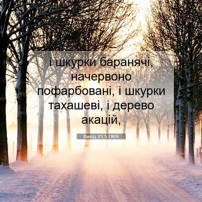 Picture 07 - Вихід 25:5 UKR - і шкурки баранячі, - Bible Verse Picture