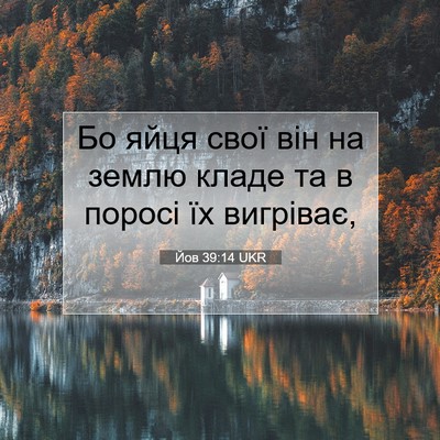 Picture 07 - Йов 39:14 UKR - Бо яйця свої він на землю - Bible Verse Picture