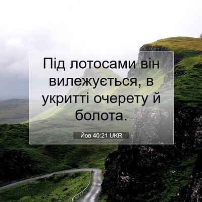 Picture 07 - Йов 40:21 UKR - Під лотосами він - Bible Verse Picture