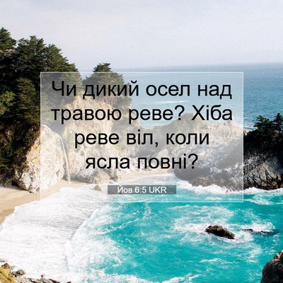 Picture 07 - Йов 6:5 UKR - Чи дикий осел над травою - Bible Verse Picture