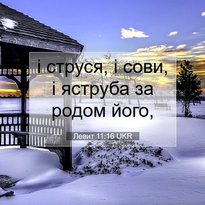 Picture 07 - Левит 11:16 UKR - і струся, і сови, і яструба - Bible Verse Picture