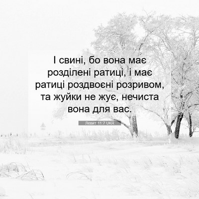 Picture 07 - Левит 11:7 UKR - І свині, бо вона має - Bible Verse Picture