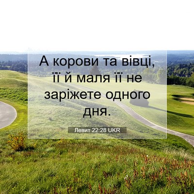 Picture 07 - Левит 22:28 UKR - А корови та вівці, її й маля - Bible Verse Picture
