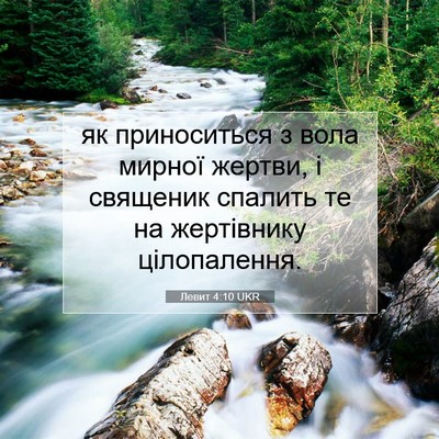 Picture 07 - Левит 4:10 UKR - як приноситься з вола - Bible Verse Picture