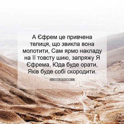 Picture 07 - Осія 10:11 UKR - А Єфрем це привчена телиця, - Bible Verse Picture
