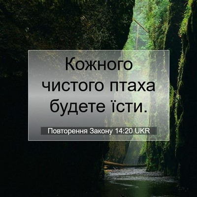 Picture 07 - Повторення Закону 14:20 UKR - Кожного чистого птаха - Bible Verse Picture