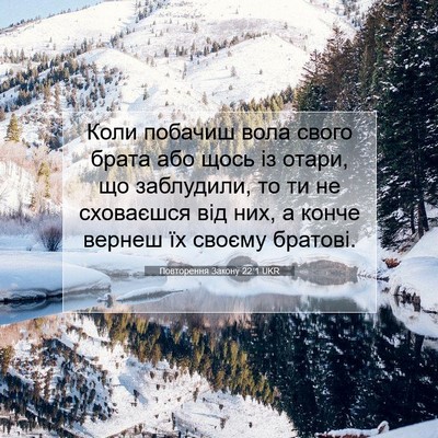 Picture 07 - Повторення Закону 22:1 UKR - Коли побачиш вола свого - Bible Verse Picture