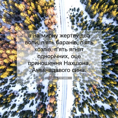 Picture 07 - Числа 7:17 UKR - а на мирну жертву два воли, - Bible Verse Picture