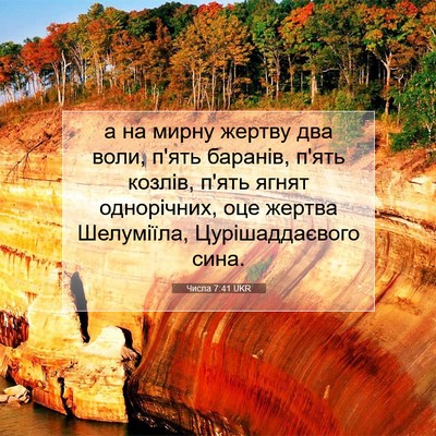 Picture 07 - Числа 7:41 UKR - а на мирну жертву два воли, - Bible Verse Picture