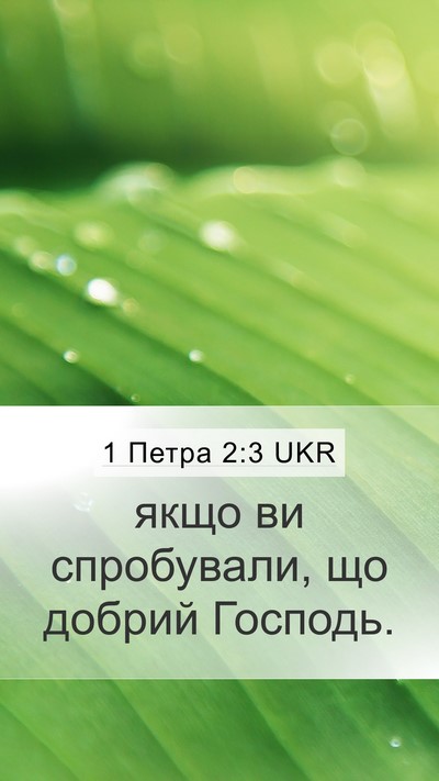 1 Петра 2:3 UKR Mobile Phone Wallpaper - якщо ви спробували, що - Mobile Bible Verse Wallpaper