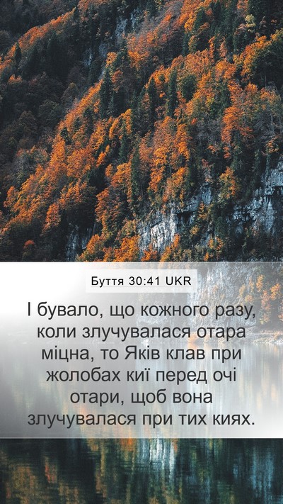Буття 30:41 UKR Mobile Phone Wallpaper - І бувало, що кожного разу, - Mobile Bible Verse Wallpaper
