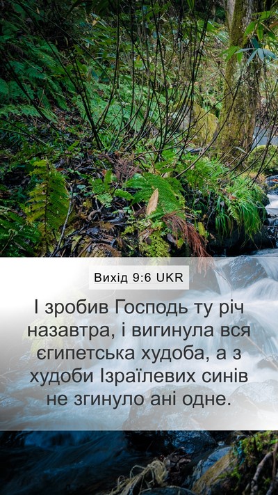 Вихід 9:6 UKR Bible Verse Image