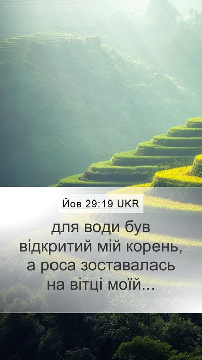Йов 29:19 UKR Bible Verse Image