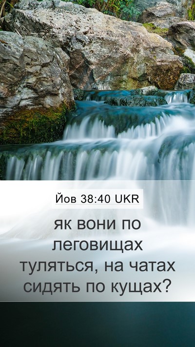 Йов 38:40 UKR Mobile Phone Wallpaper - як вони по леговищах - Mobile Bible Verse Wallpaper