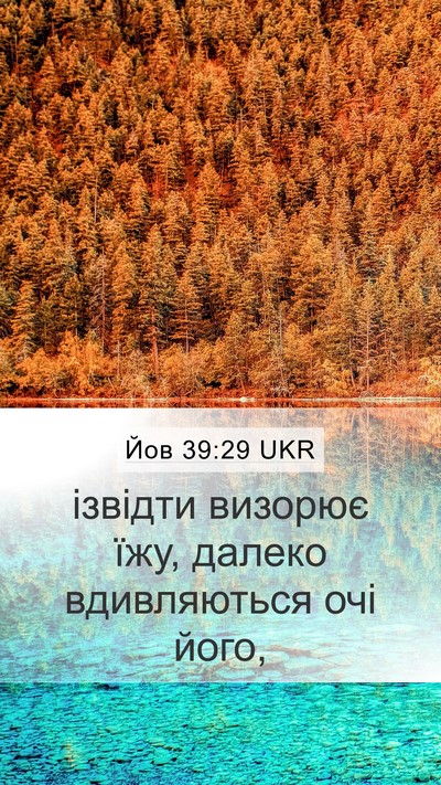 Йов 39:29 UKR Bible Verse Image