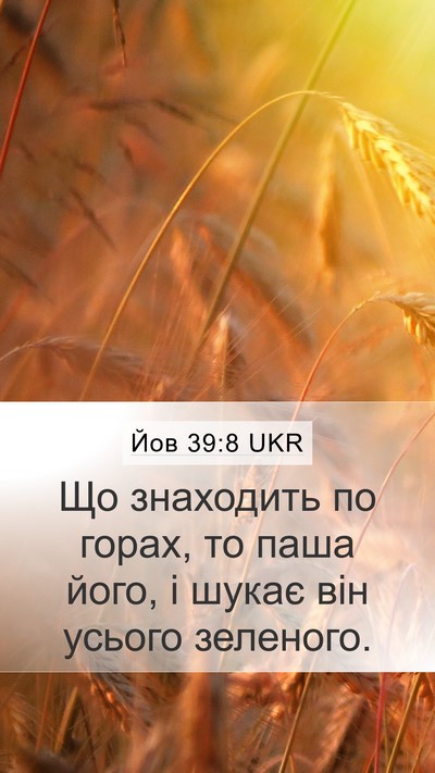 Йов 39:8 UKR Bible Verse Image