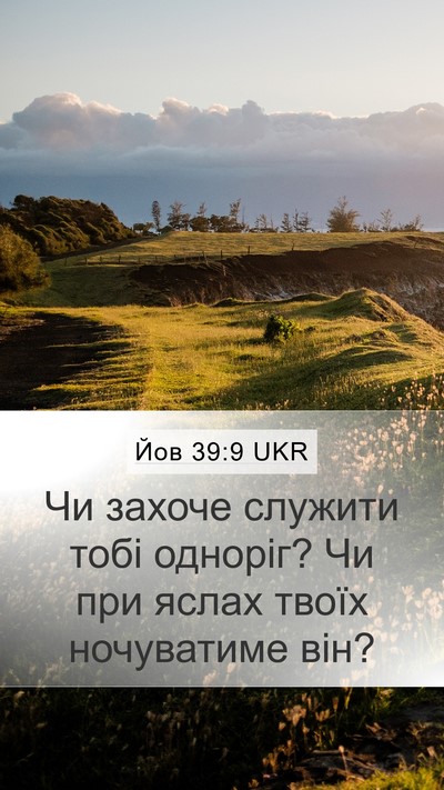 Йов 39:9 UKR Bible Verse Image