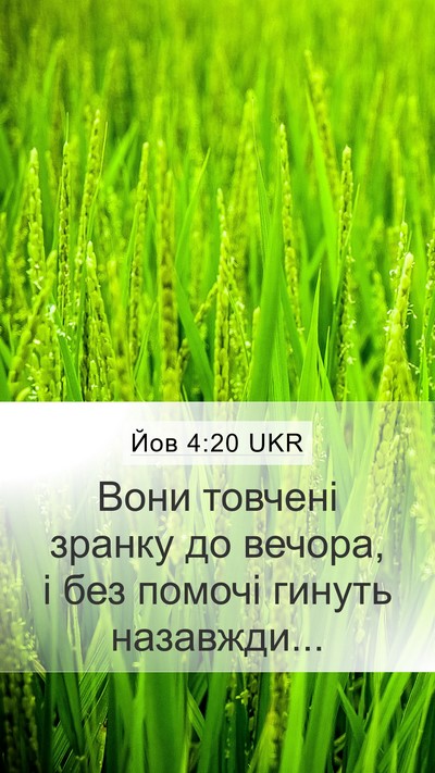 Йов 4:20 UKR Bible Verse Image