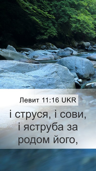 Левит 11:16 UKR Mobile Phone Wallpaper - і струся, і сови, і яструба - Mobile Bible Verse Wallpaper