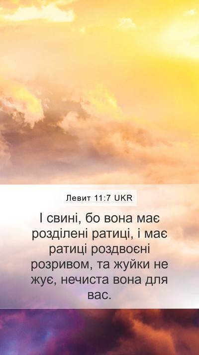 Левит 11:7 UKR Bible Verse Image