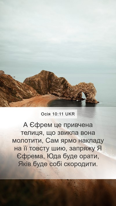 Осія 10:11 UKR Bible Verse Image