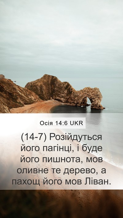 Осія 14:6 UKR Bible Verse Image