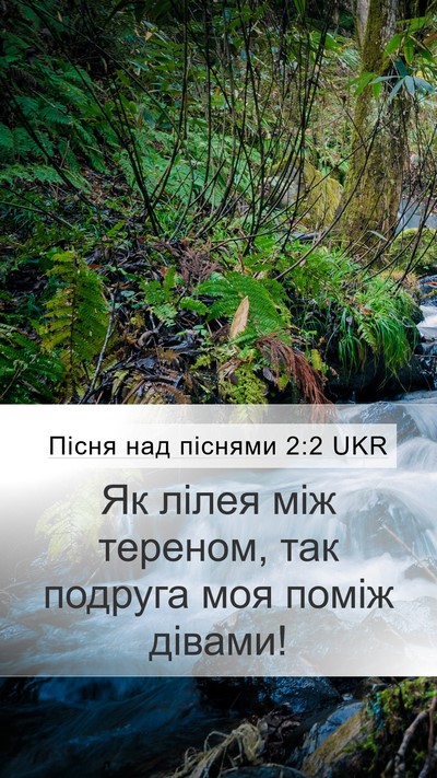 Пісня над піснями 2:2 UKR Bible Verse Image